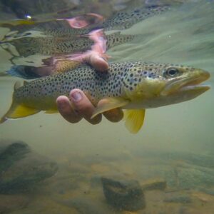 Keep trout wet during summer fly fishing.
